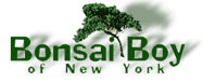 Bonsai Boy of New York Logo